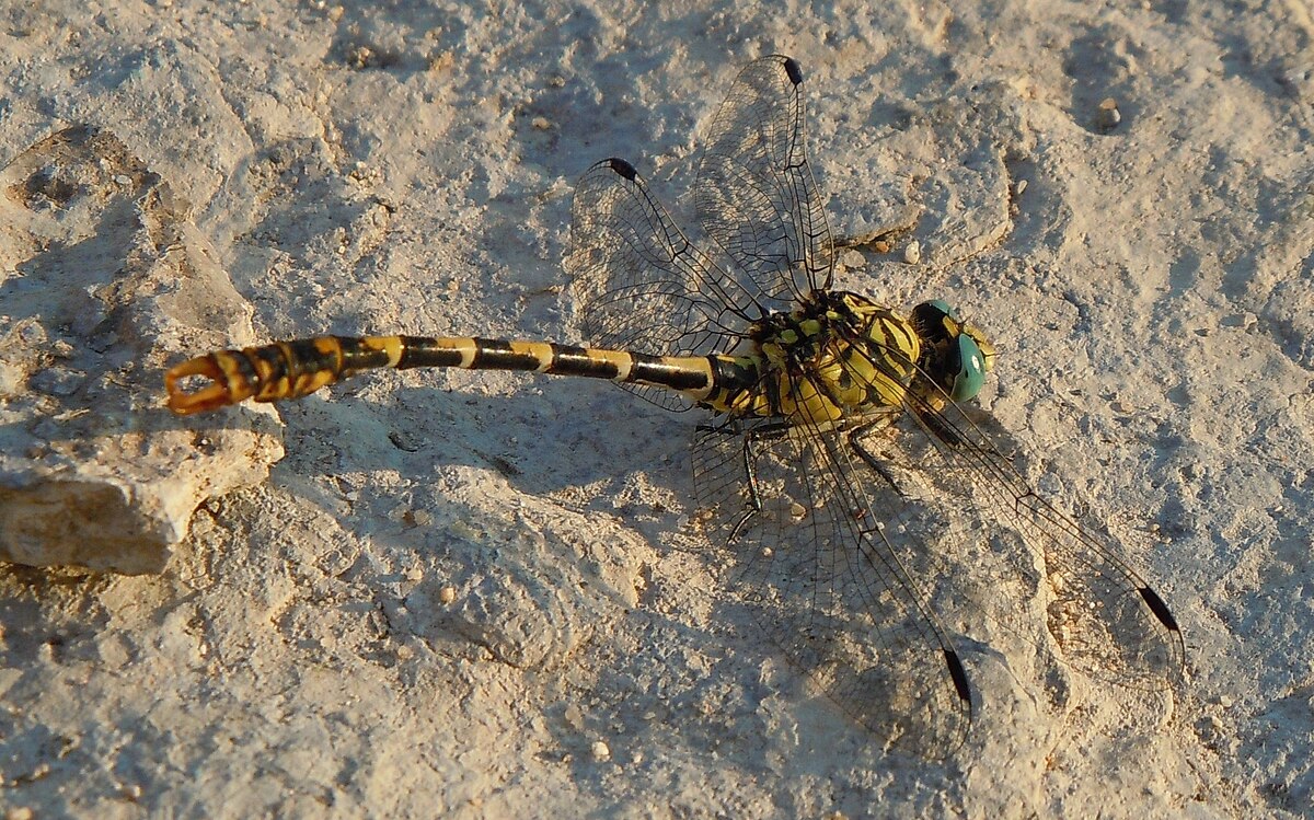 Onychogomphus