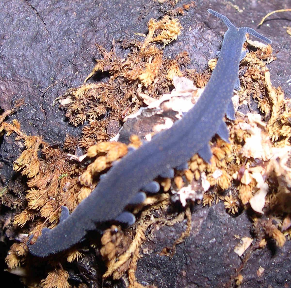 Peripatopsidae