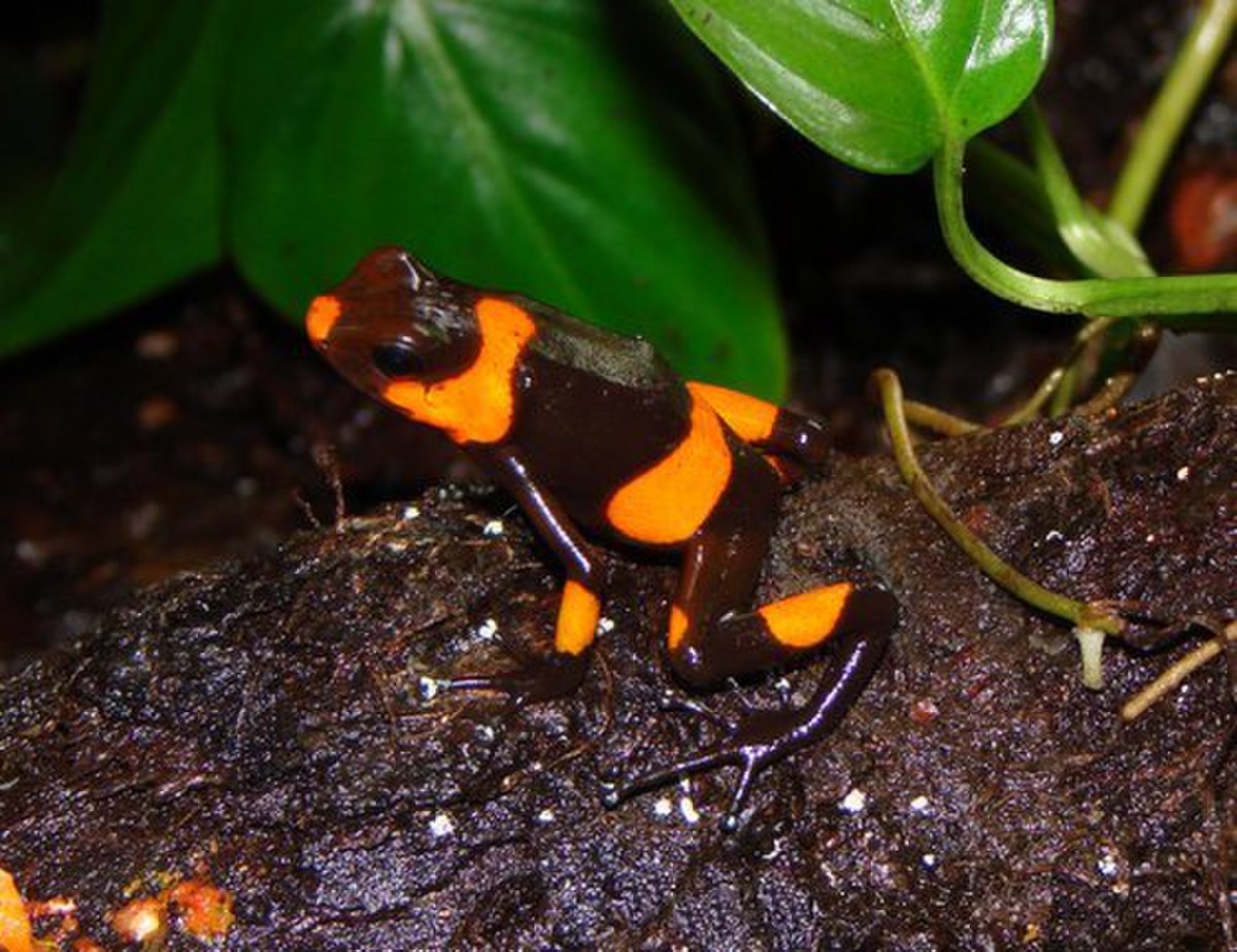 Oophaga lehmanni