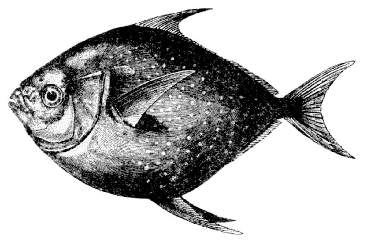 Lampridiformes