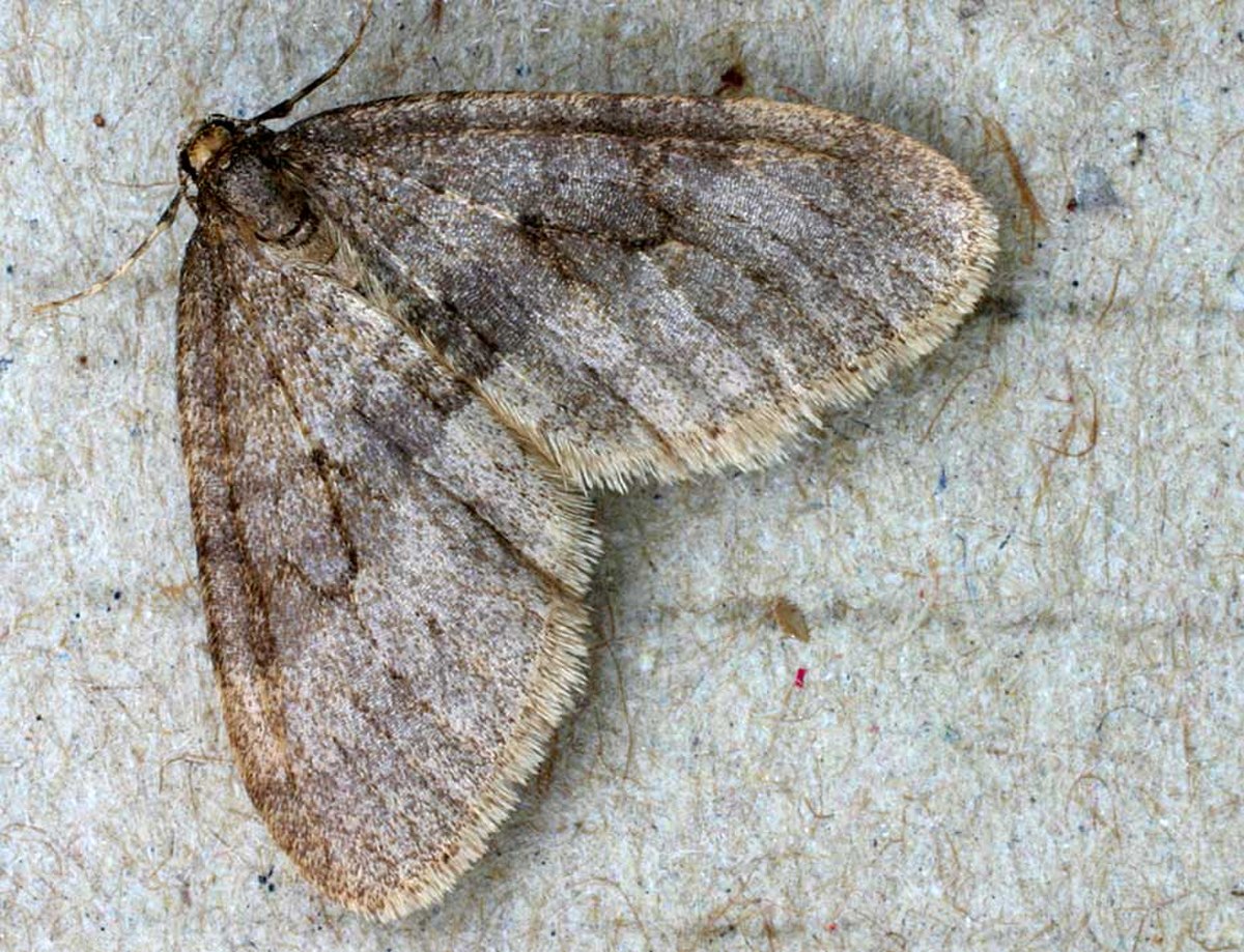 Phalène brumeuse
