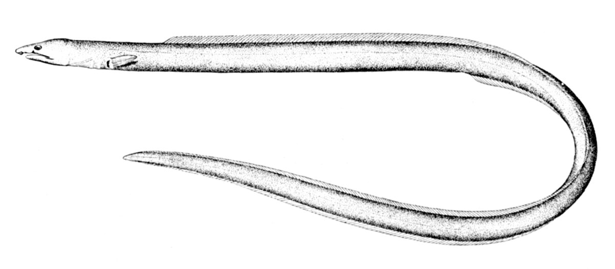 Ophichthus