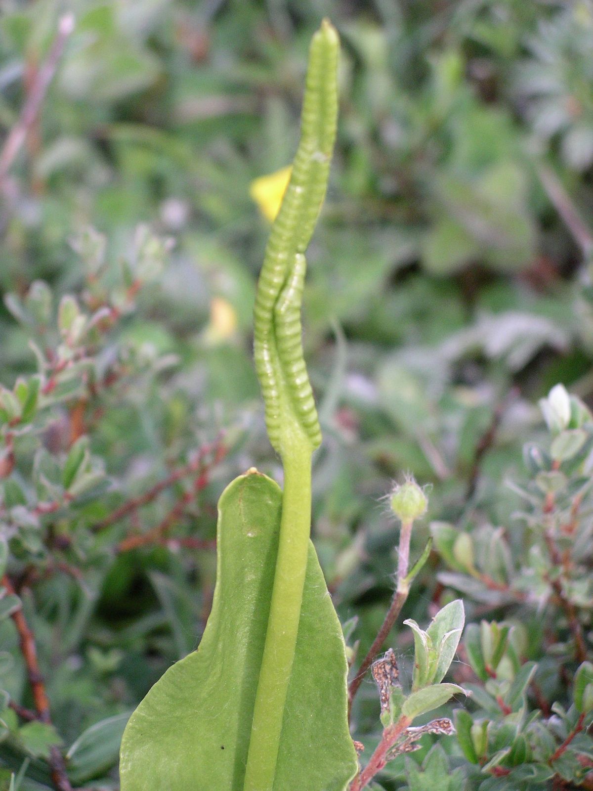 Ophioglosse commun