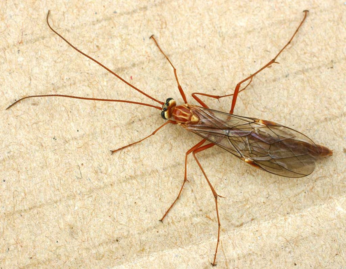 Ichneumonidae