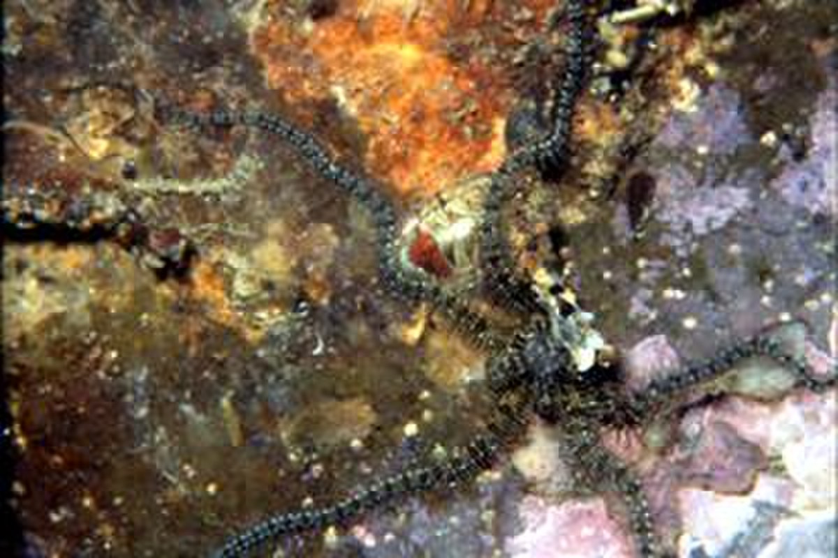 L'une des nombreuses variante decouleur d' Ophiothrix fragilis