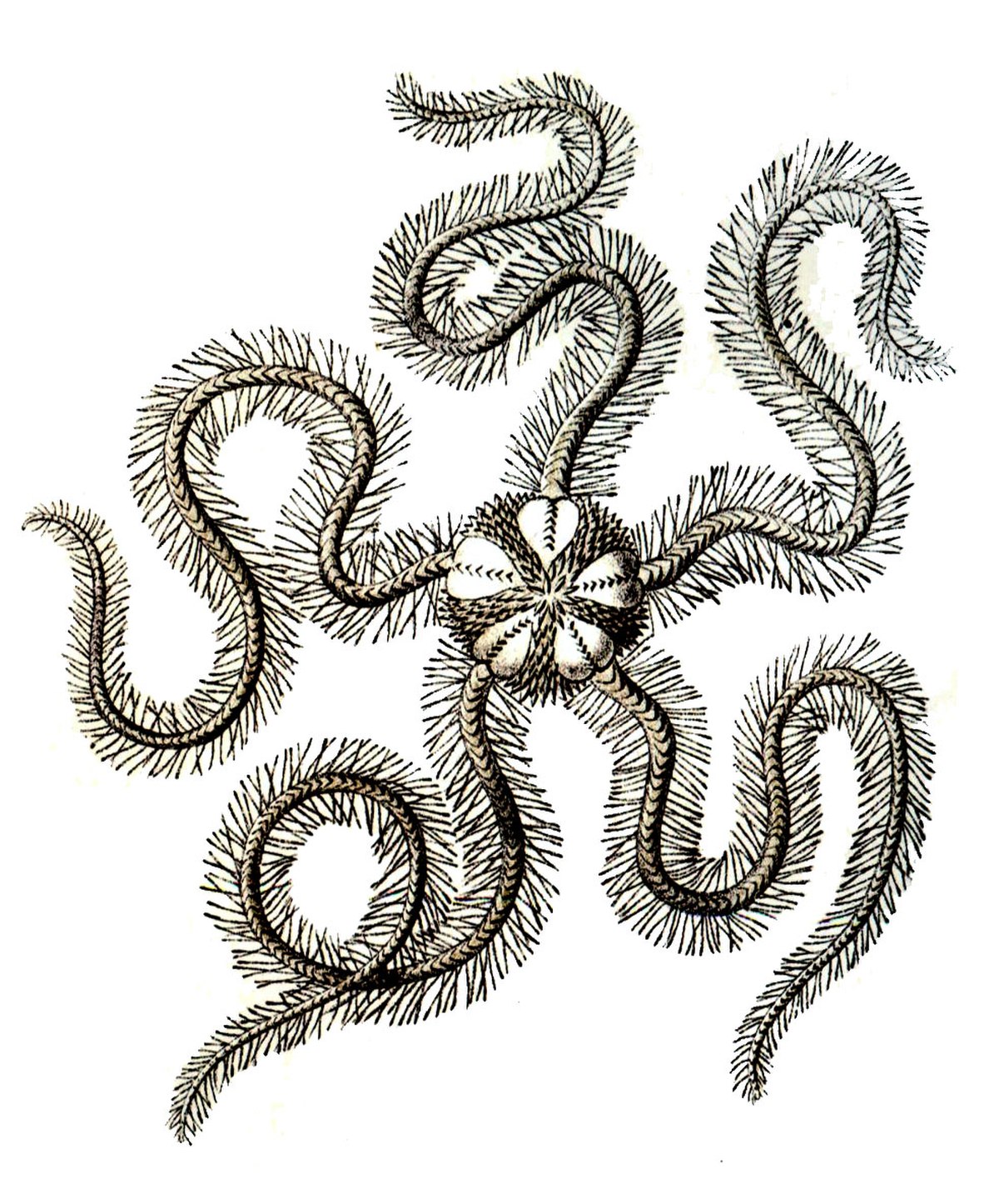 Ophiothrix fragilis