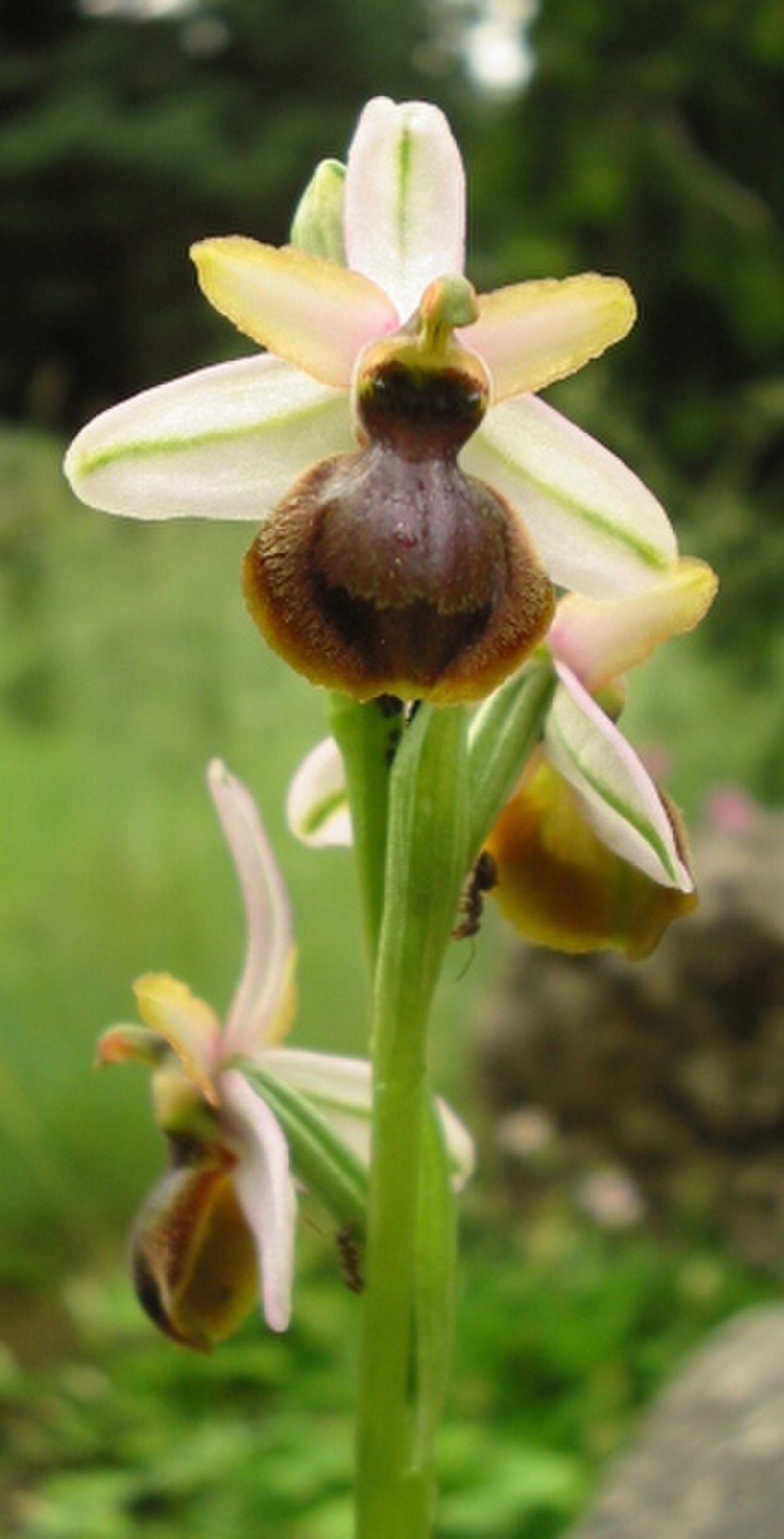Liste de plantes endémiques de France