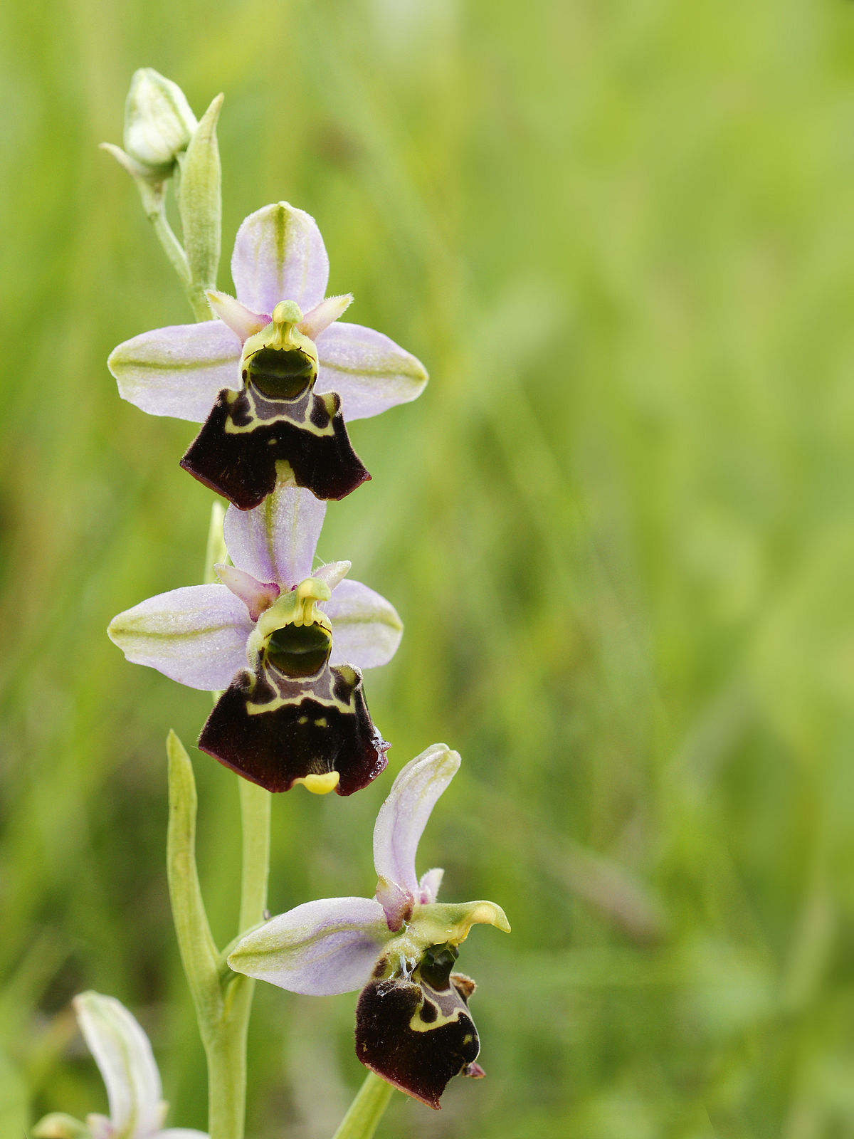 Ophrys bourdon
