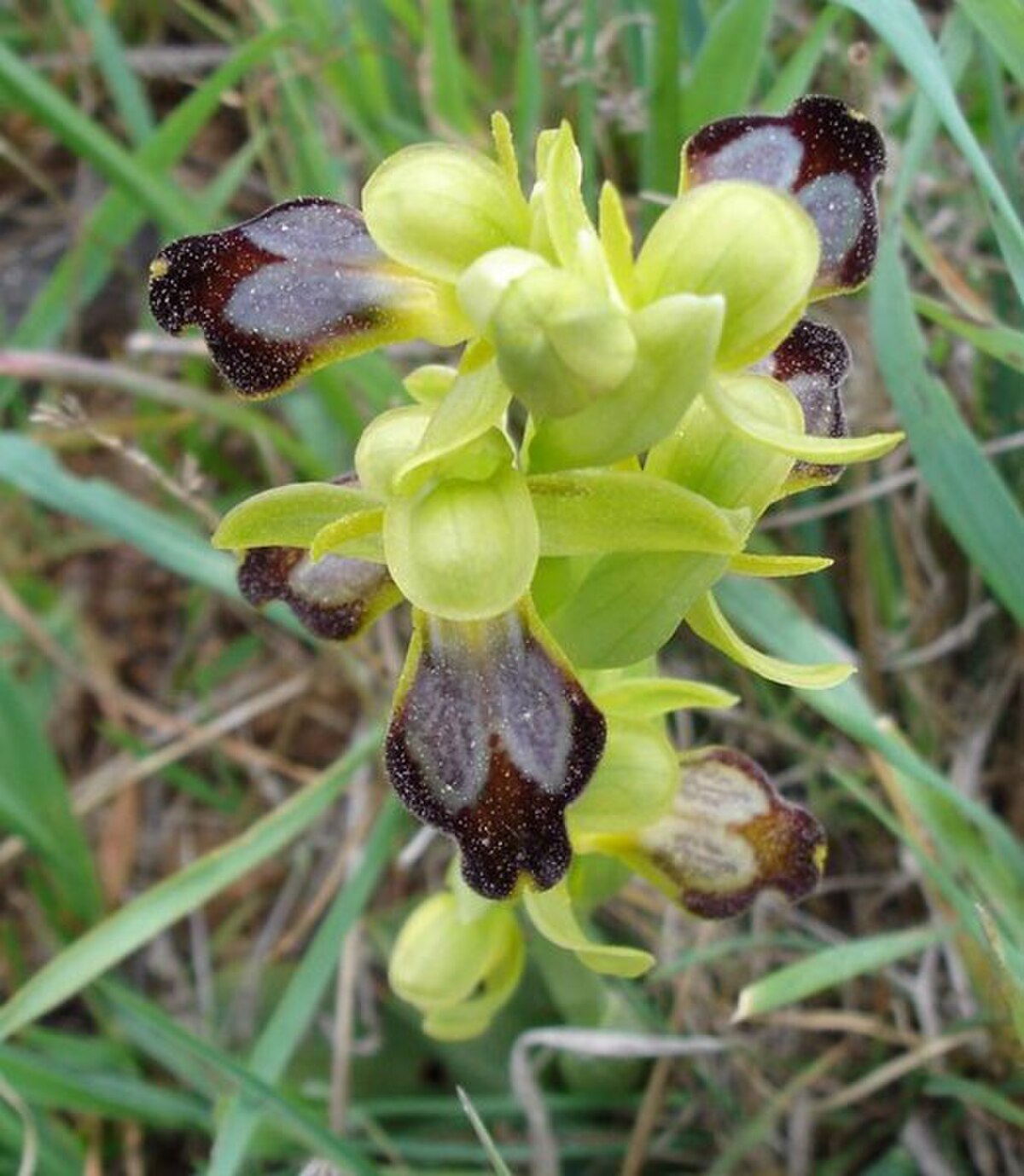 Ophrys