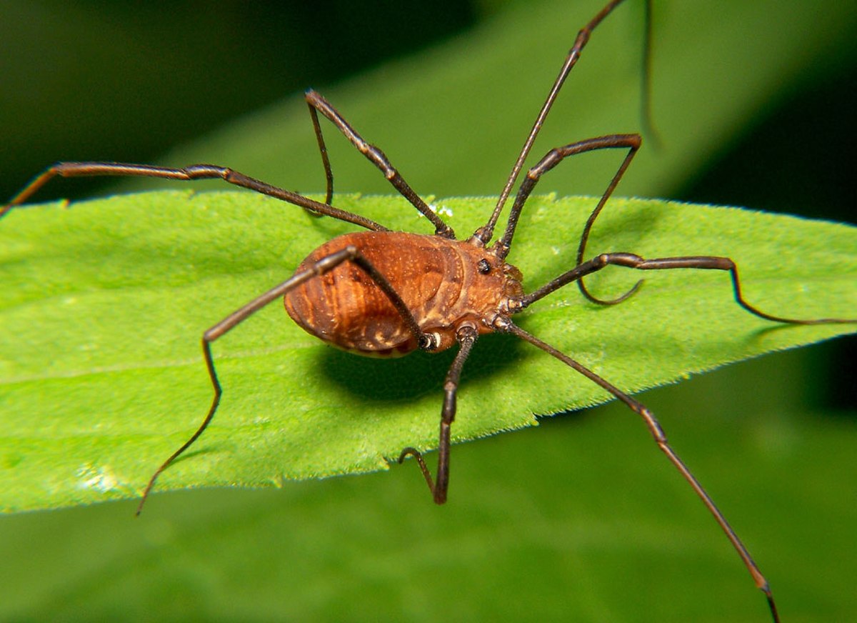 Sclerosomatidae