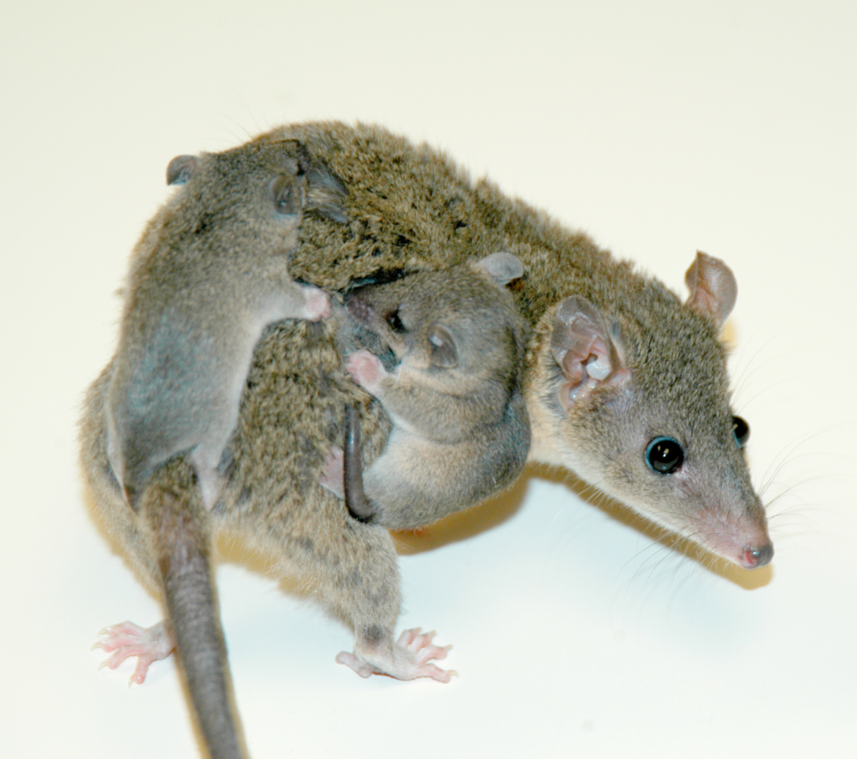 Opossum