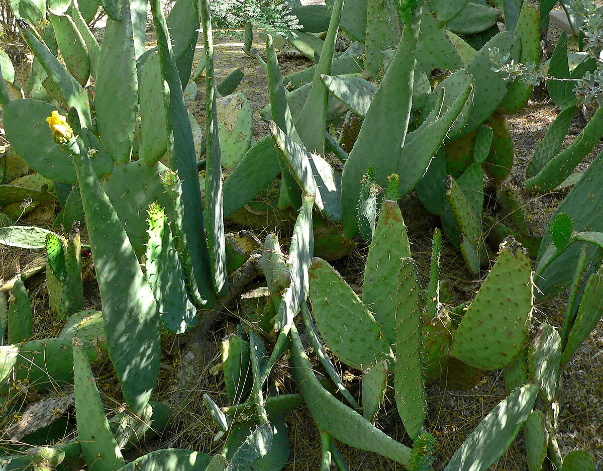 Opuntia engelmannii