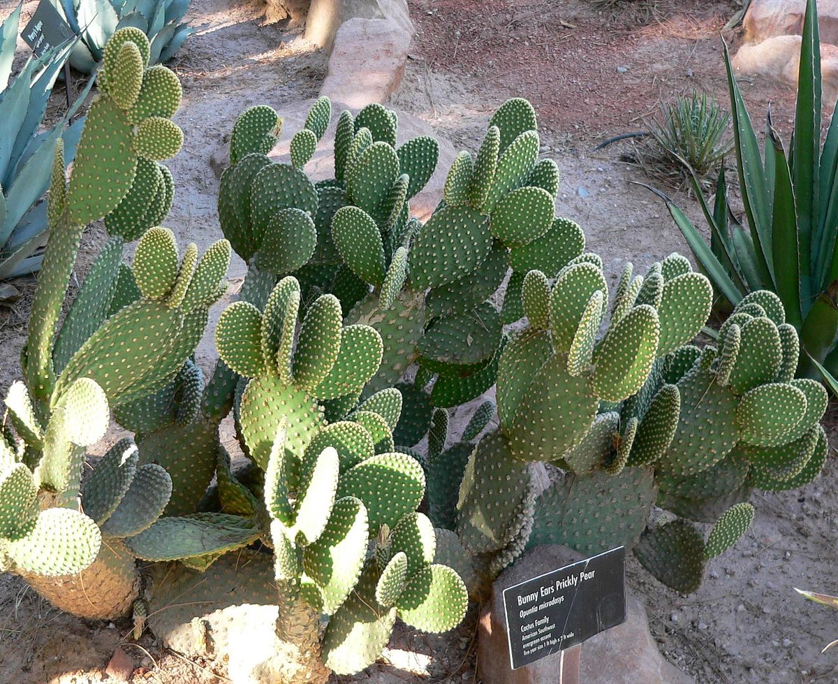 Opuntia microdasys, Las Vegas