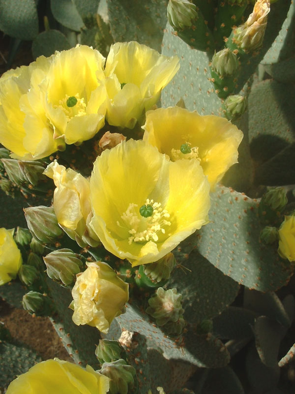 Opuntia rufida
