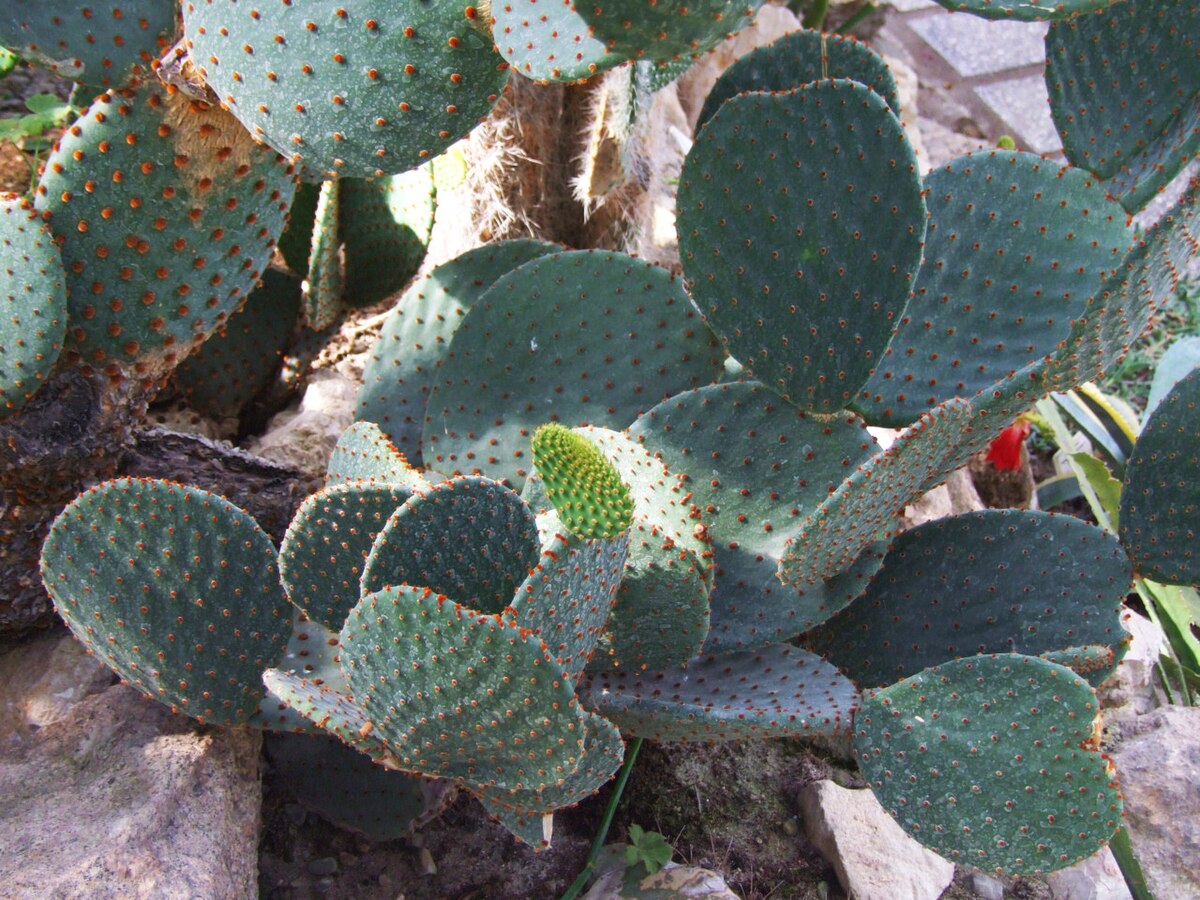 Opuntia tuna