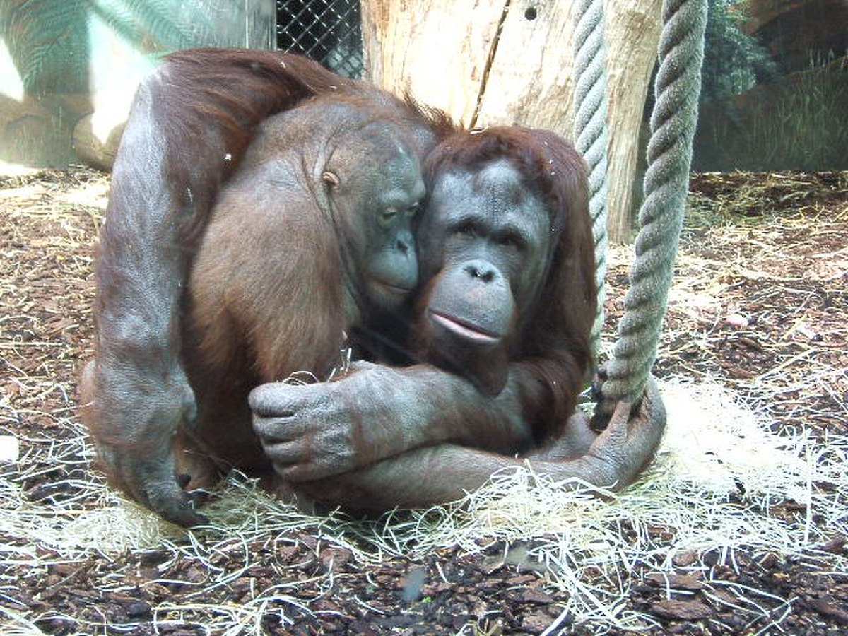 Orang-outang au jardin des plantes à Paris