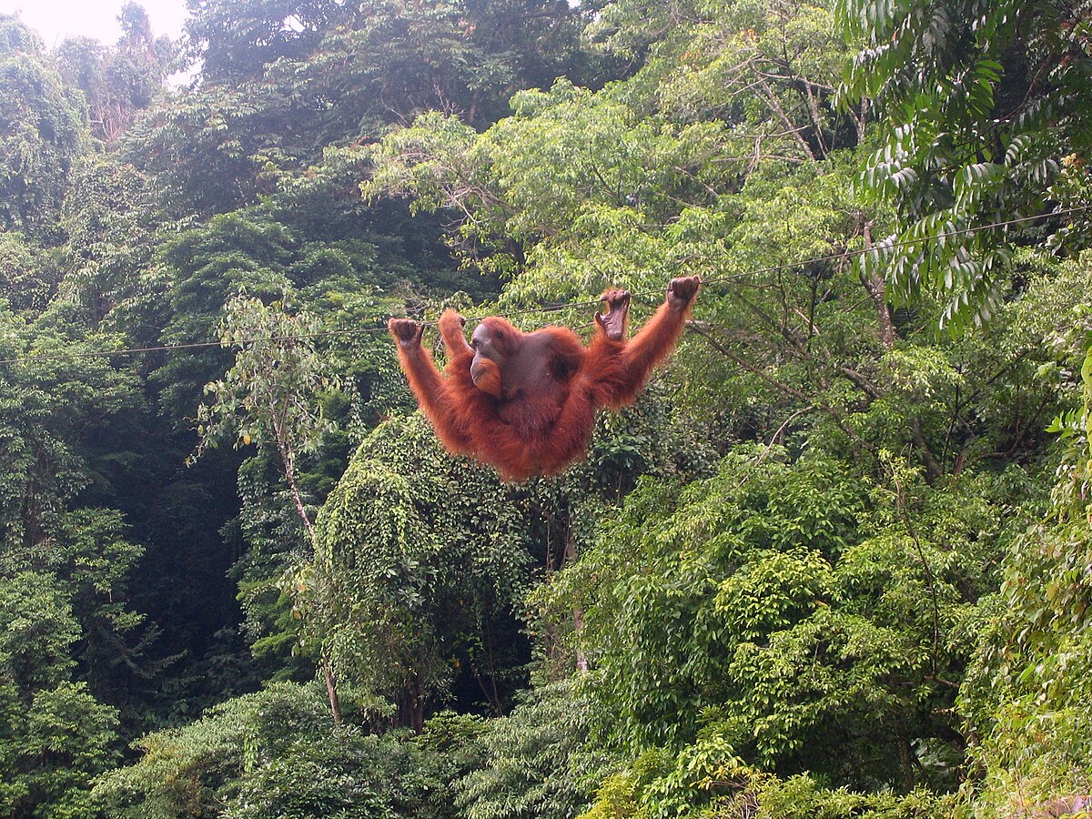 L'orang-outan dispose de membresantérieurs exceptionnellement longs parrapport aux postérieurs.Démuni de queue préhensile, il peutnéanmoins marcher en position bipèdesur des branches étroites en se servantde ses bras pour s'équilibrer.