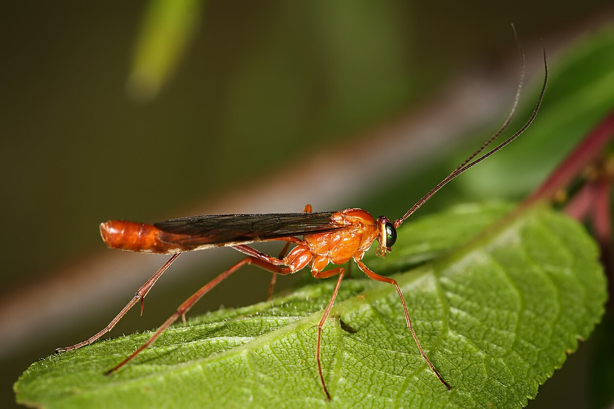 Netelia