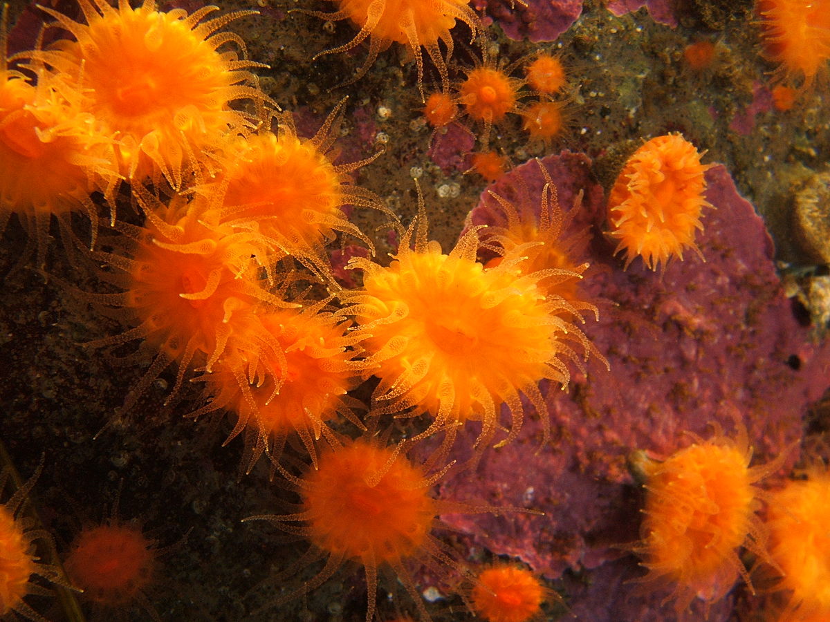 Balanophyllia