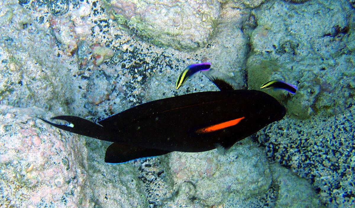 OrangeBand Surgeonfish.jpg