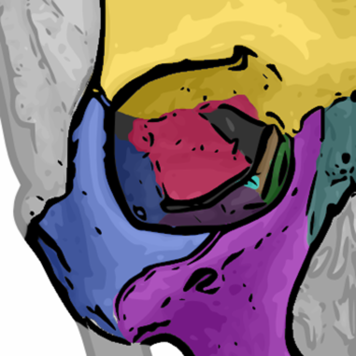 Os nasal