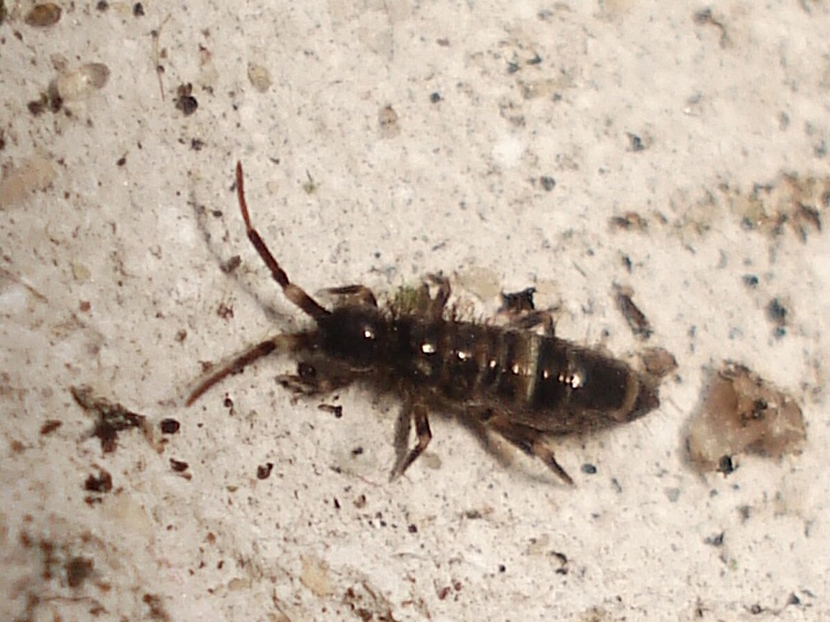 Entomobryidae