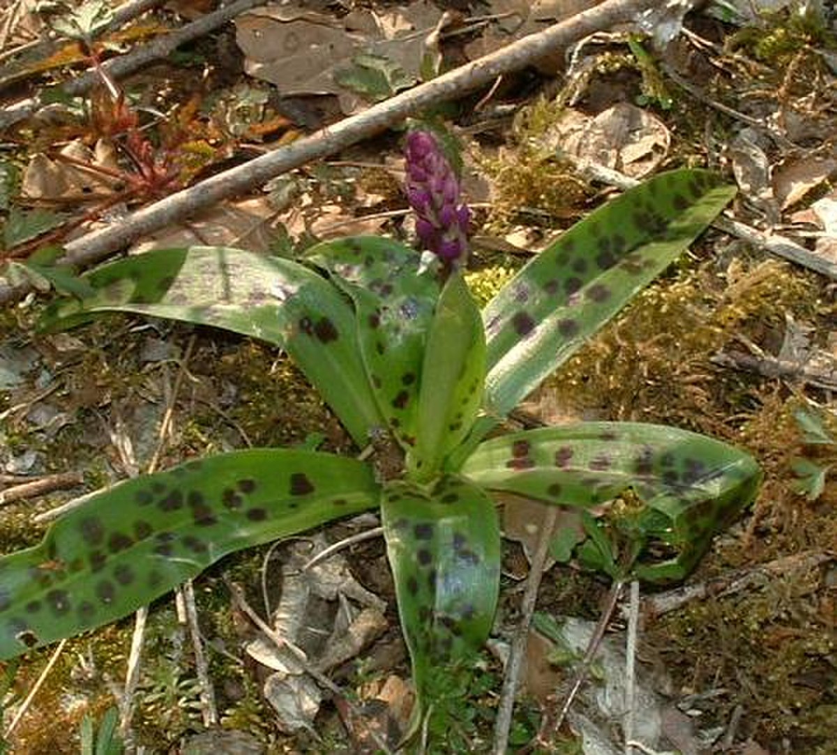 Orchis