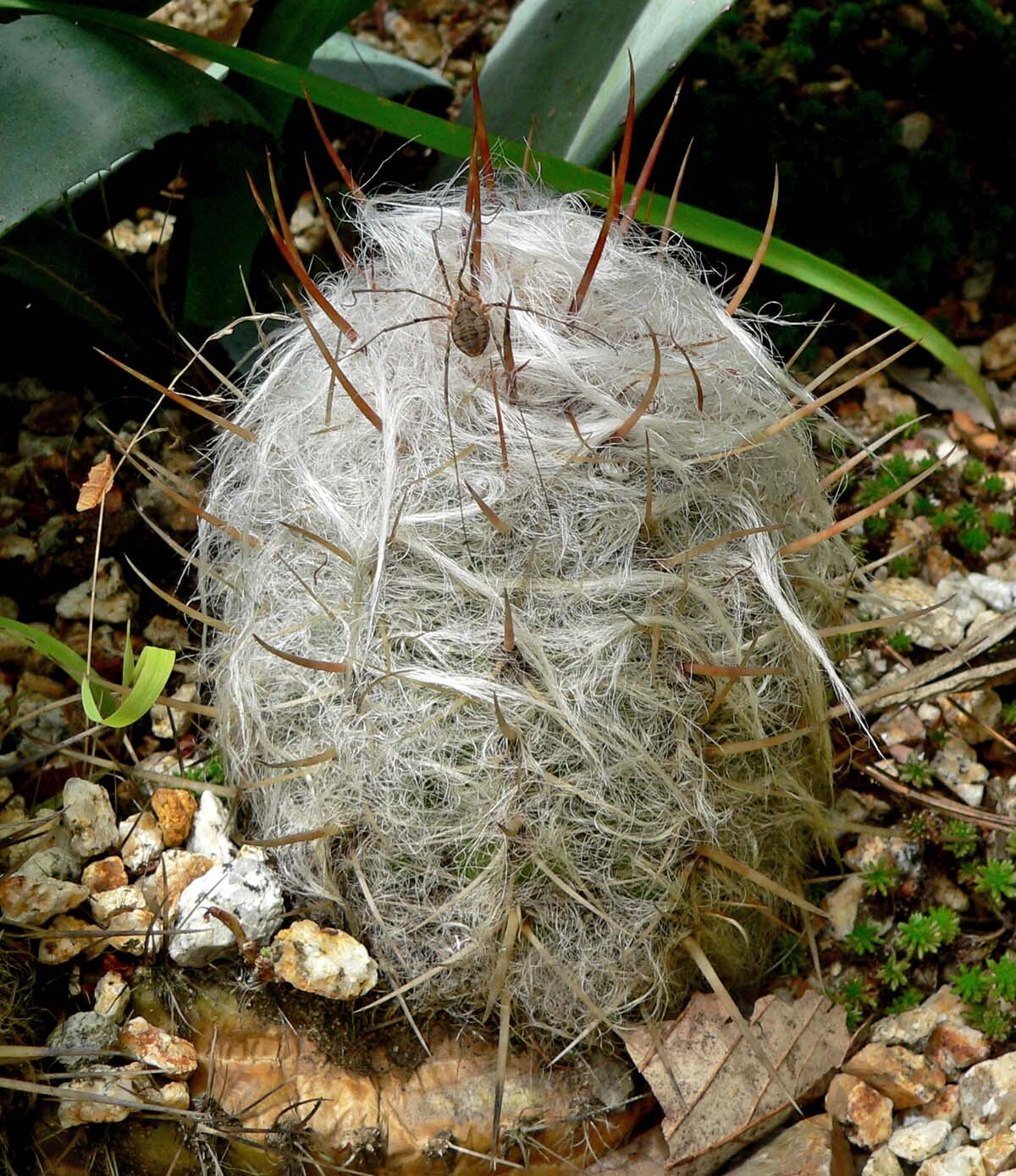 Oreocereus