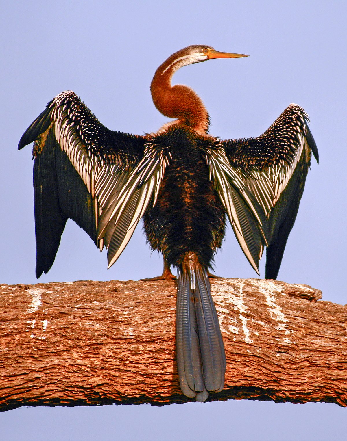 Anhinga roux