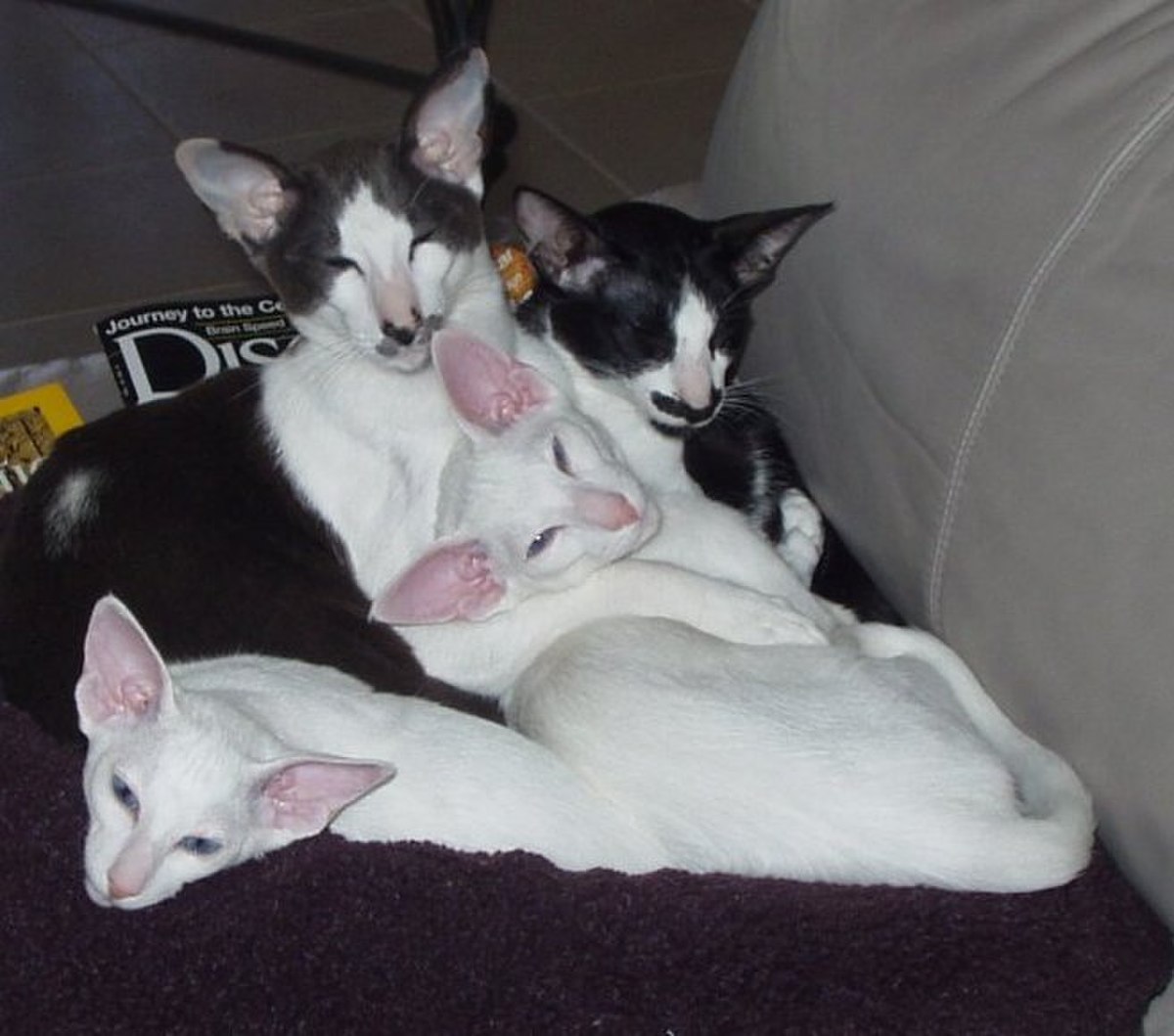 Oriental (chat)