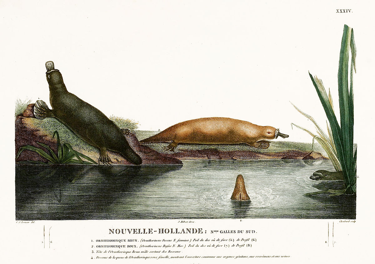 Illustration de 1816
