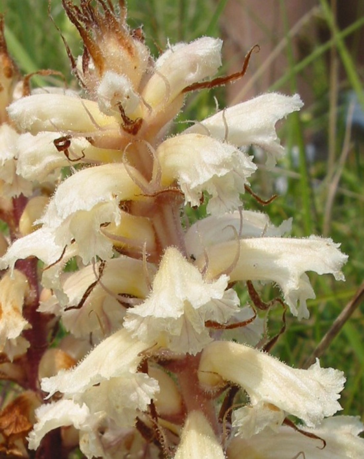 Orobanchaceae