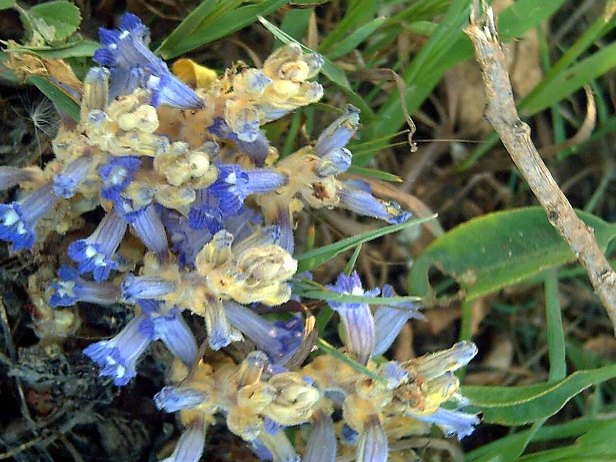 Orobanche ramosa