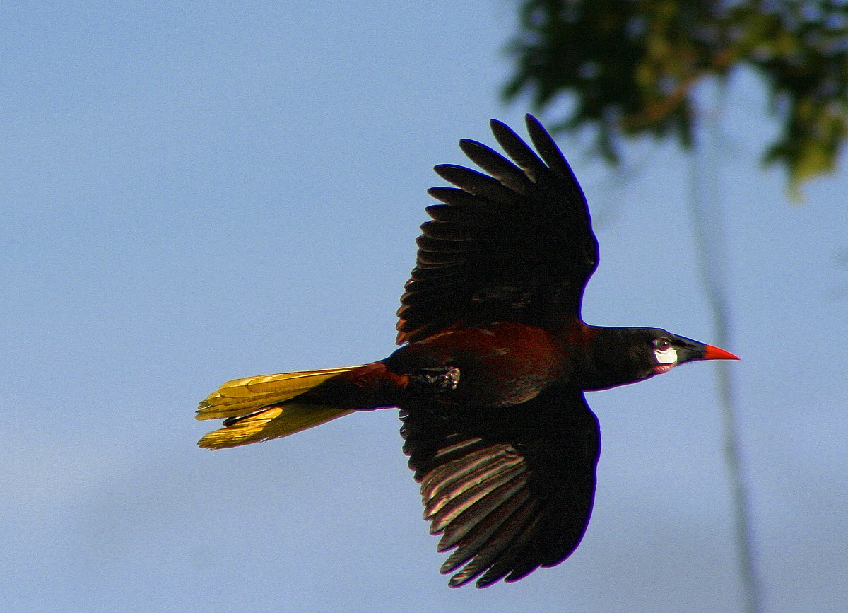 Cassique de Montezuma