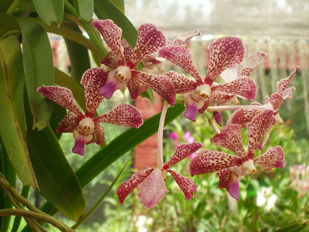 Orquidea8.jpg
