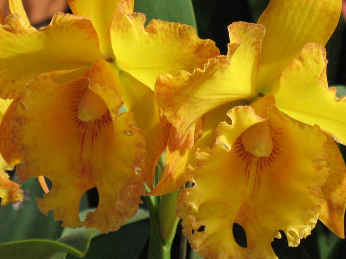 OrquideaJardin botanico de Medellin- 2007.jpg