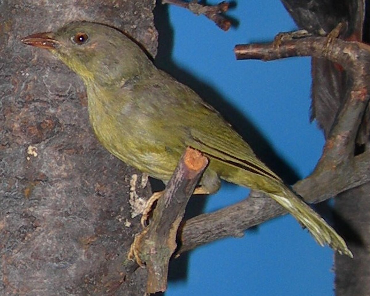 Tangara viréon