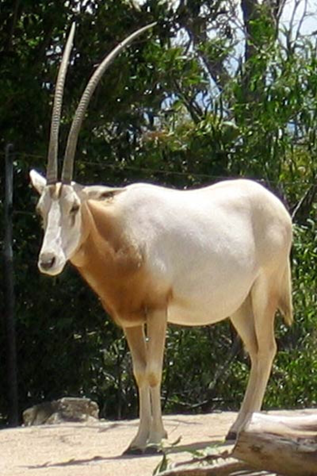 Oryx algazelle