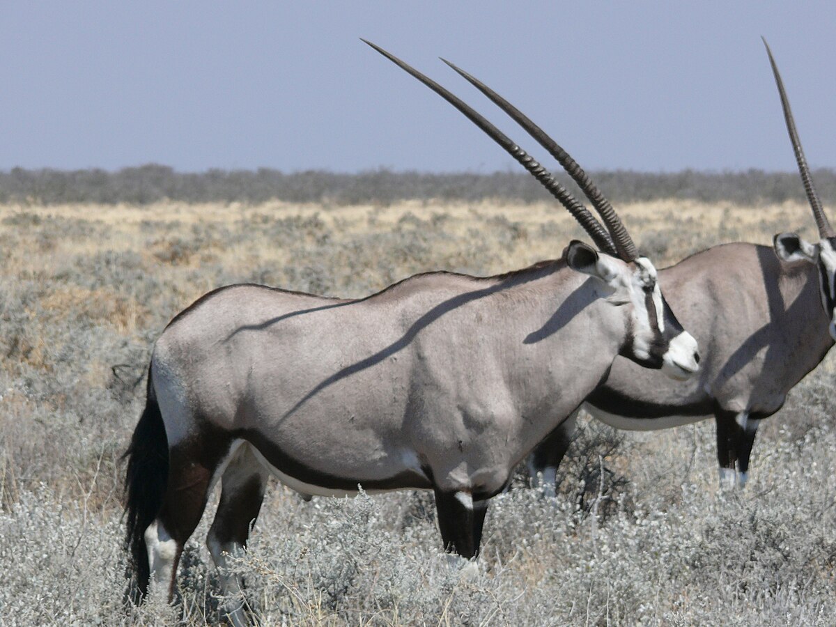 Oryx gazelle