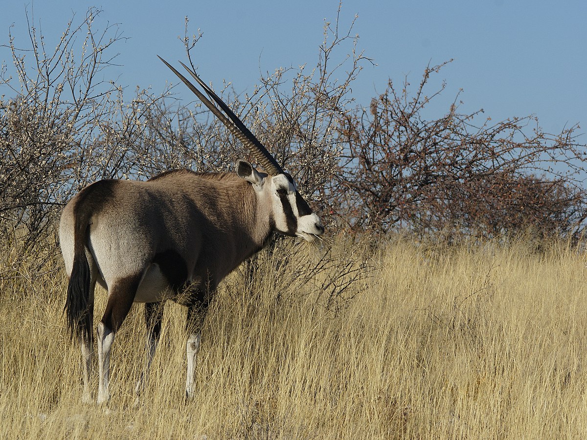 Oryx