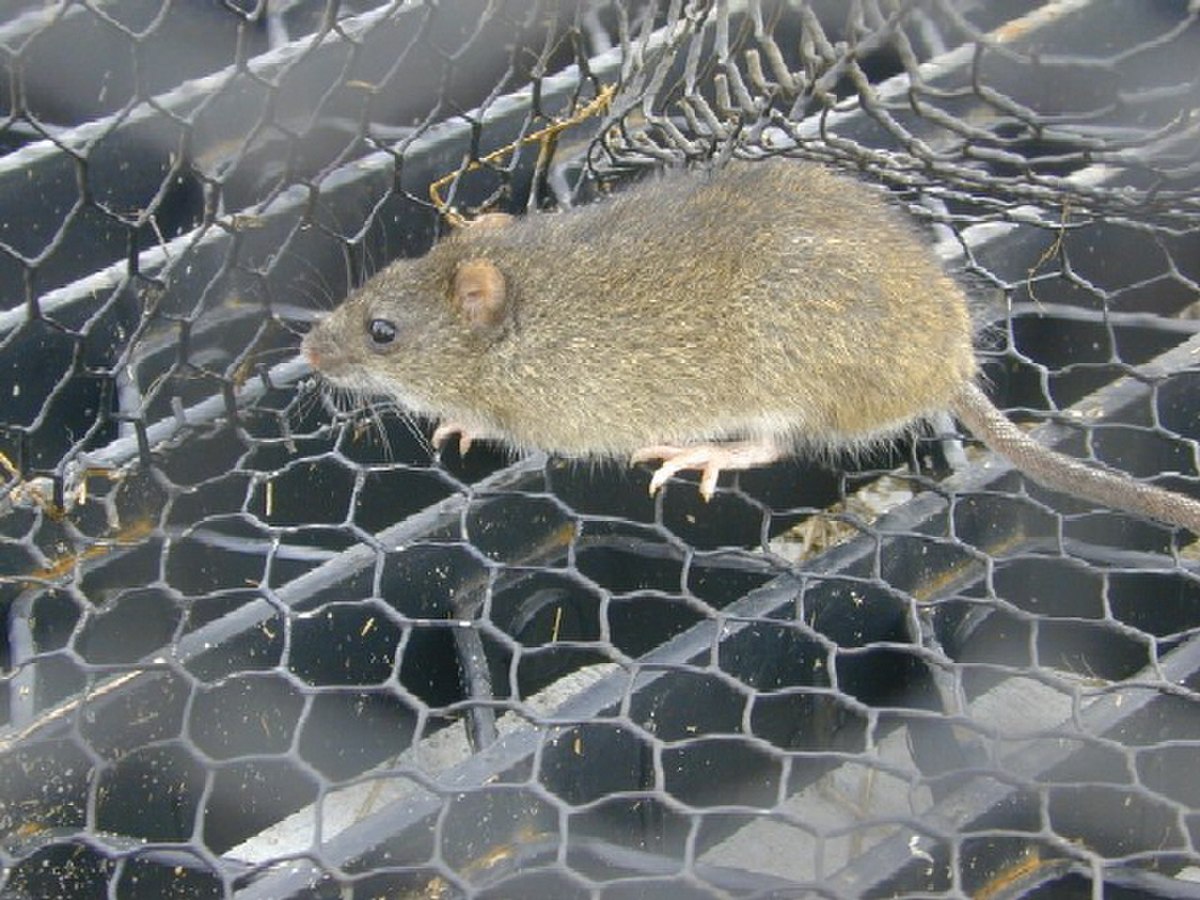 Oryzomys