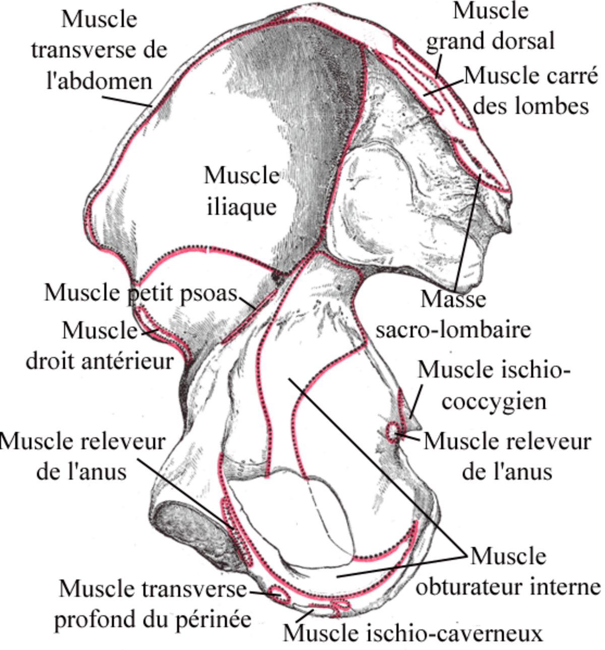 Os coxal face interne.png