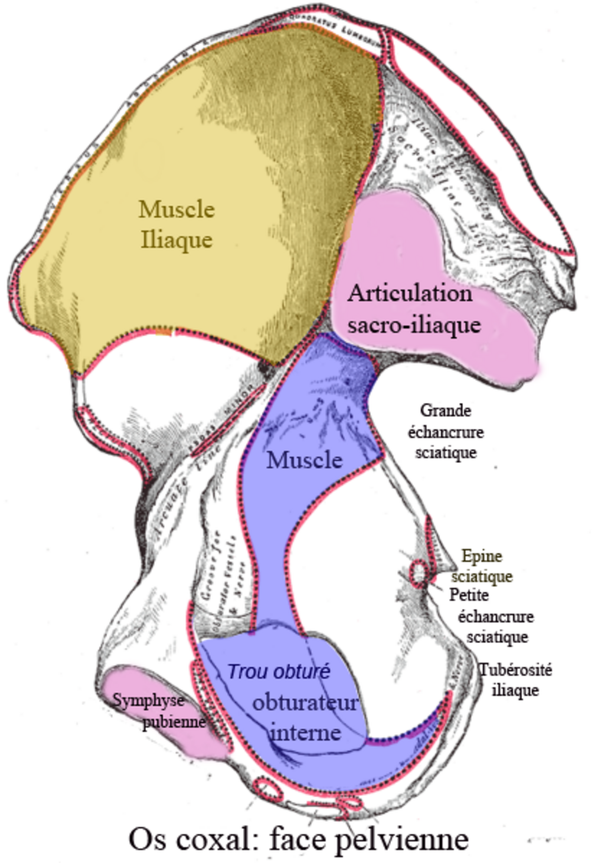 Muscle obturateur interne