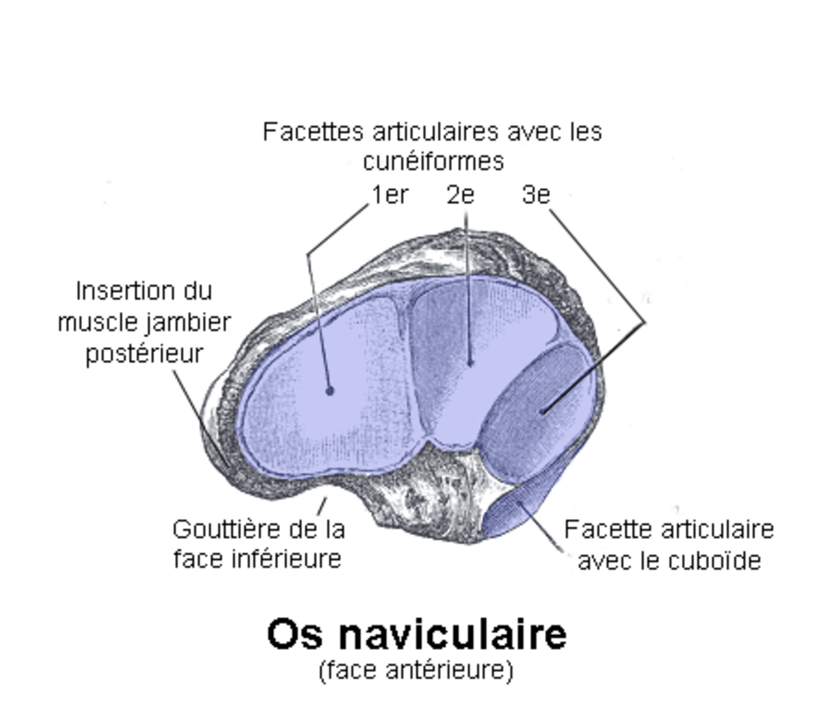 Os naviculaire