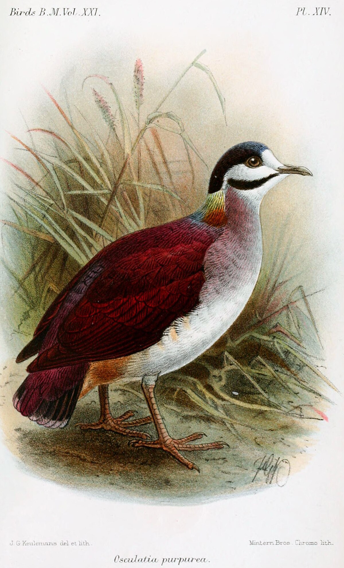 Colombe saphir