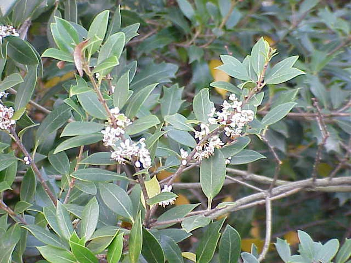 Oleaceae