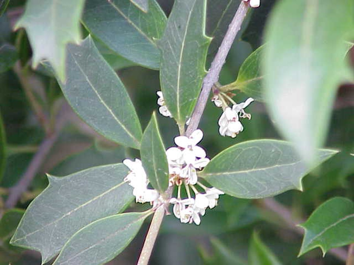 Osmanthus