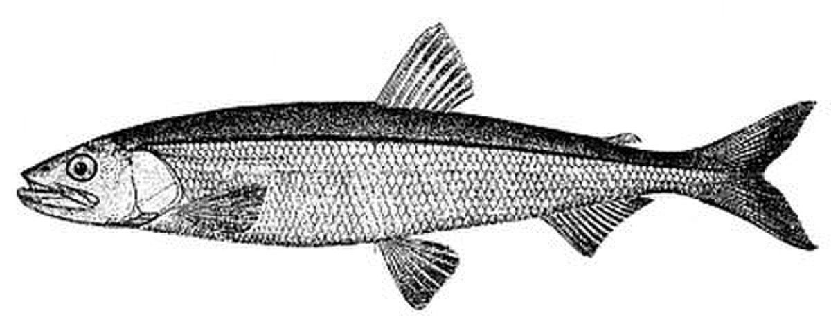 Osmeriformes