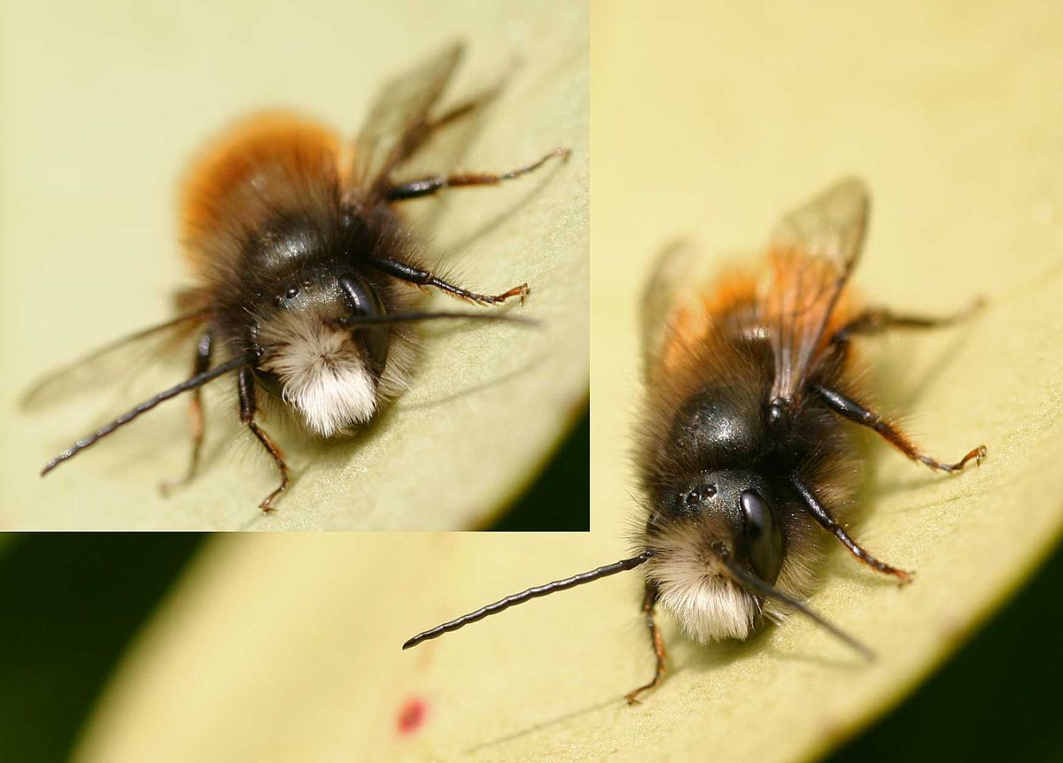 Osmia cornuta