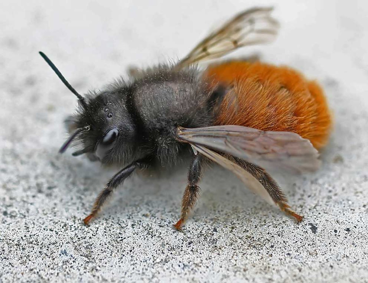 Apoidea